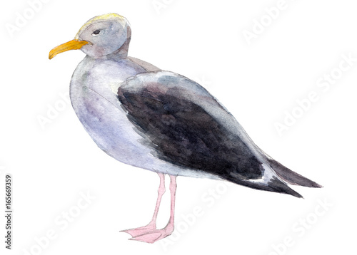 Watercolor seagull isolated on white background, hand drawn illustration.