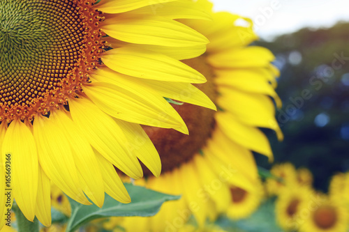 sunflower blossom blooming in tropical nature