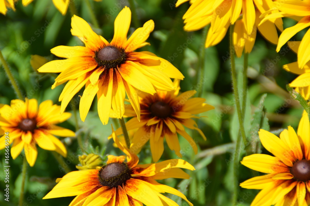 sunflowers sunflowers