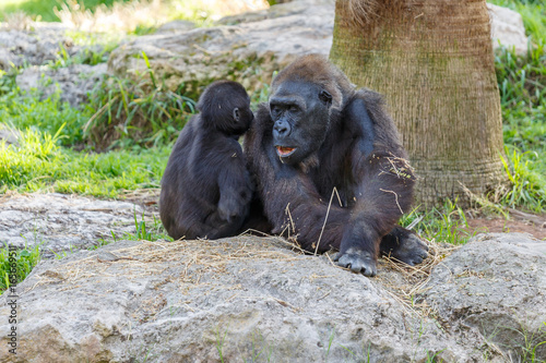 Big gorilla sitting with a child © Vladimir Liverts