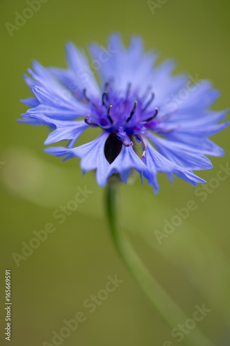 korenbloem in bloei, cornflower photo