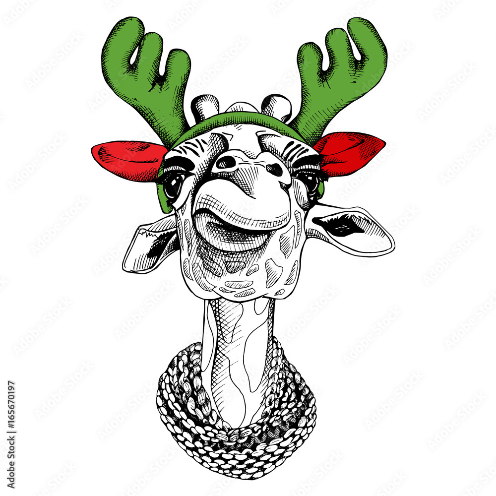 Obraz premium Giraffe portrait in a antler with knitted scarf. Vector illustration.
