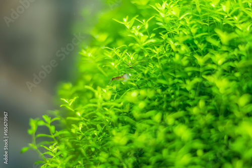 Closeup of aquarium plant, soft focus. © IKvyatkovskaya