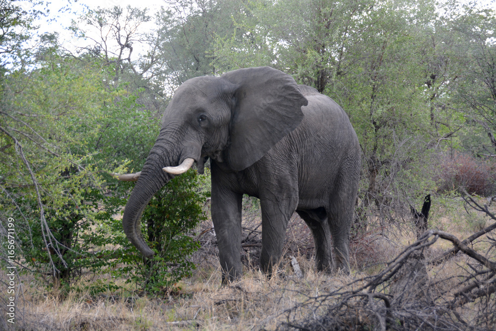 Elephant, Moremi Game Reserve, Okavango Delta, Botswana, Africa