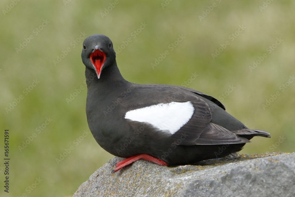Black Guillemot (Cepphus grylle) adult perched on rock on Vigur Island, Iceland, August 2016 Black Guillemot (Cepphus grylle) adult perched on rock on Vigur Island, Iceland, August 2016