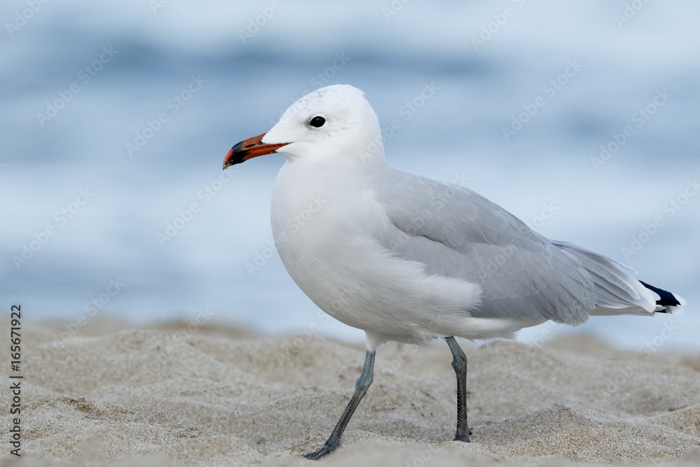 Audouin's Gull (Ichthyaetus audouinii) adult standing on beach, Puerto Pollensa, Mallorca, Balearic Islands, Spain, September 2016 Audouin's Gull (Ichthyaetus audouinii) adult standing on beach, Puerto Pollensa, Mallorca, Balearic Islands, Spain, September 2016