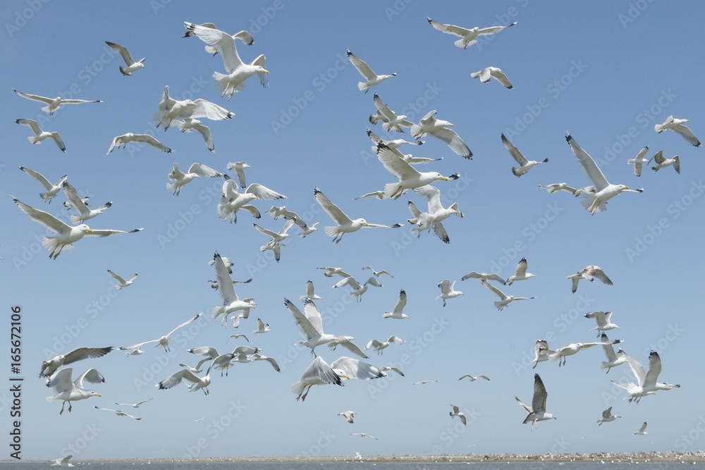 Caspian Gull (Larus cachinnans), large flock of adult birds in flight above breeding colony, Danube delta, Romania, April 2017