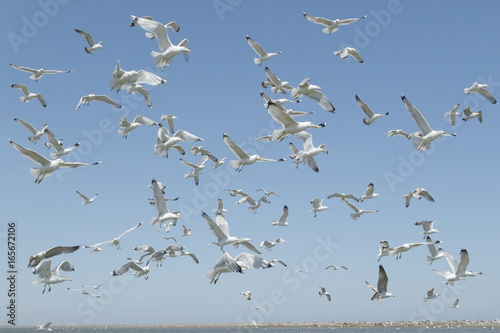 Fotografie Caspian Gull (Larus cachinnans), large flock of adult birds in flight above bree