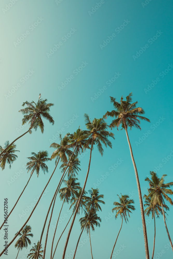 Obraz premium Wysokie palmy na tropikalnej plaży z czystym niebem na tle vintage kolor filtrowane z miejsca na kopię