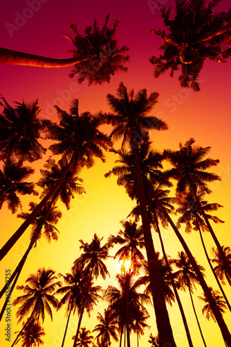 Palm trees silhouettes at vivid tropical sunset