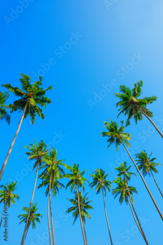 Green coconut palm tree crowns on beach and blue clear sky with copy space