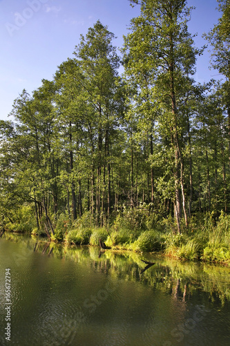 Rospuda river near Augustow. Poland