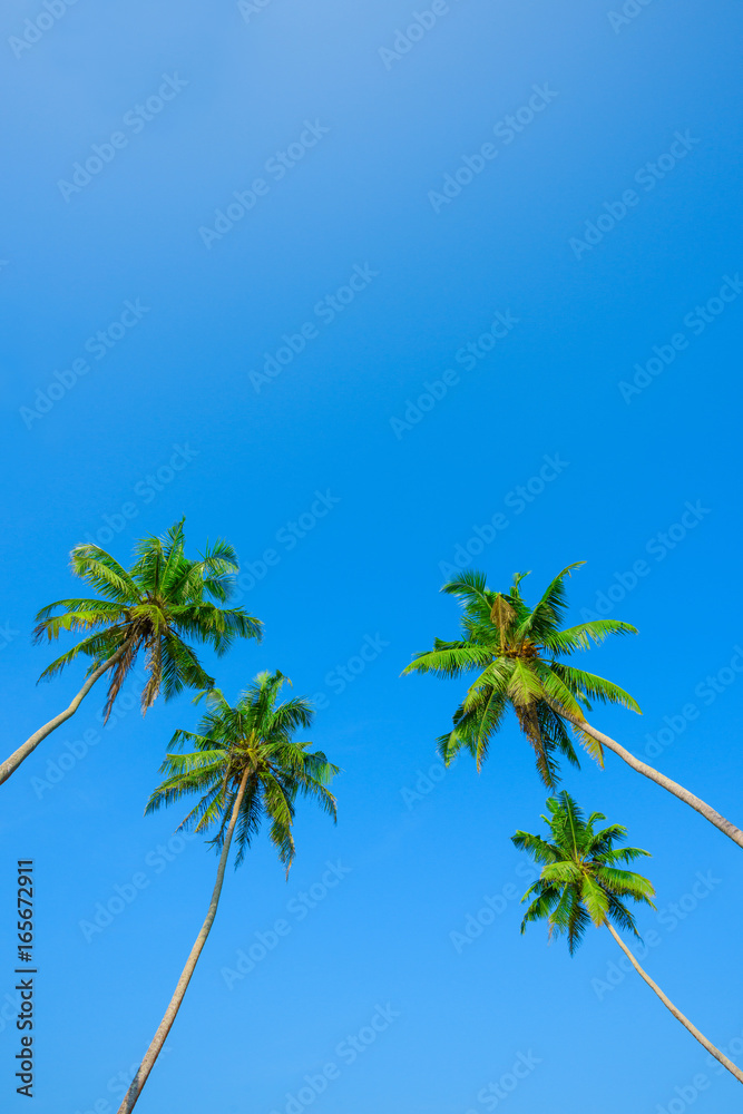 Green leafs and crowns of coconut palm trees on the beach at clear sunny summer day with clean sky