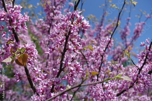 Branches of flowering cercis canadensis against blue sky