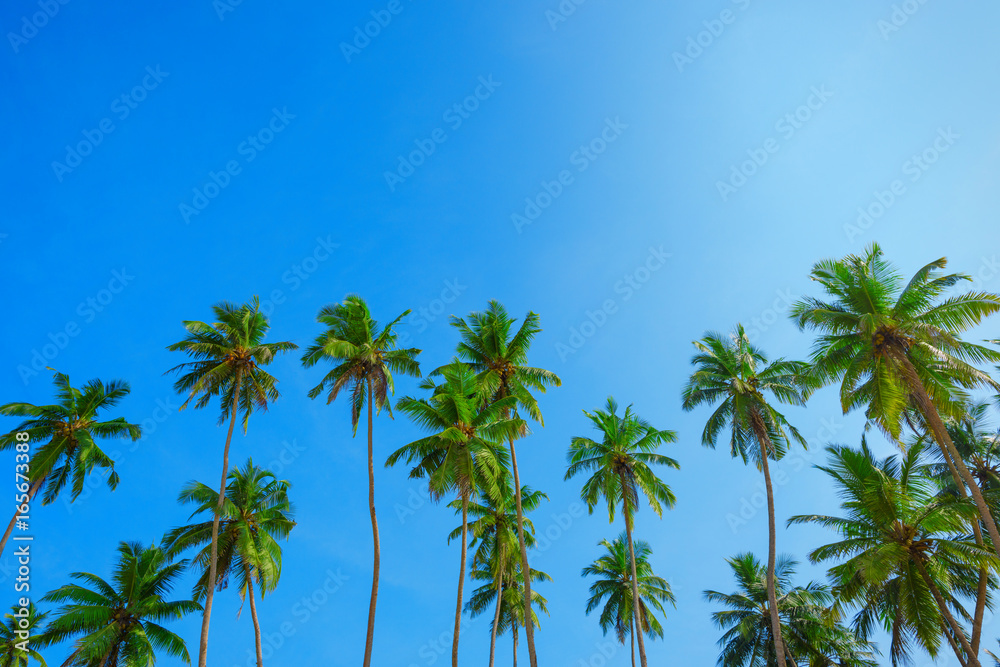 Palm trees and blue sky