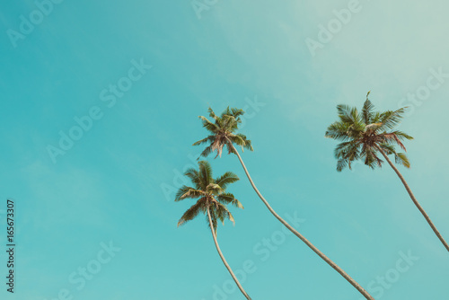 Fototapeta Naklejka Na Ścianę i Meble -  Three tropical palm trees over clear blue sky background vintage color stylized