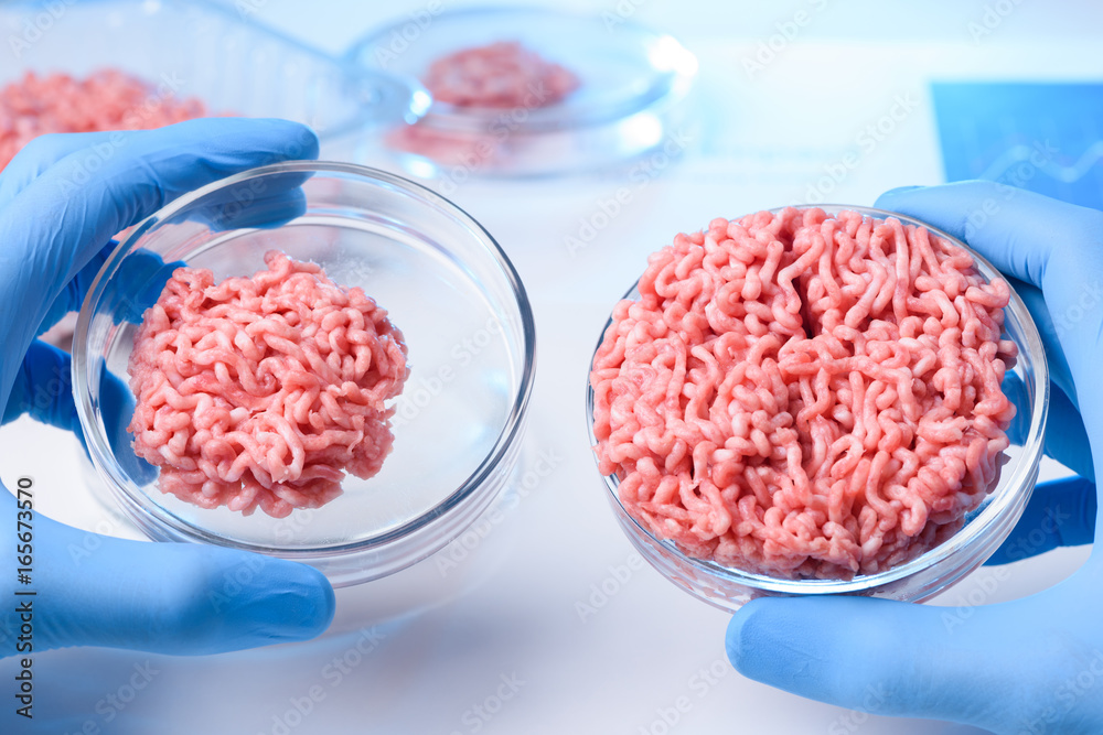 Scientist hands in glovers hold and show two samples of raw ground meat in laboratory petri dishes Scientist hands in glovers hold and show two samples of raw ground meat in laboratory petri dishes