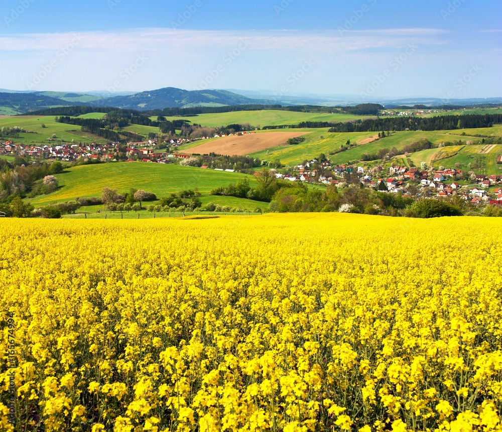 Field of rapeseed, canola or colza