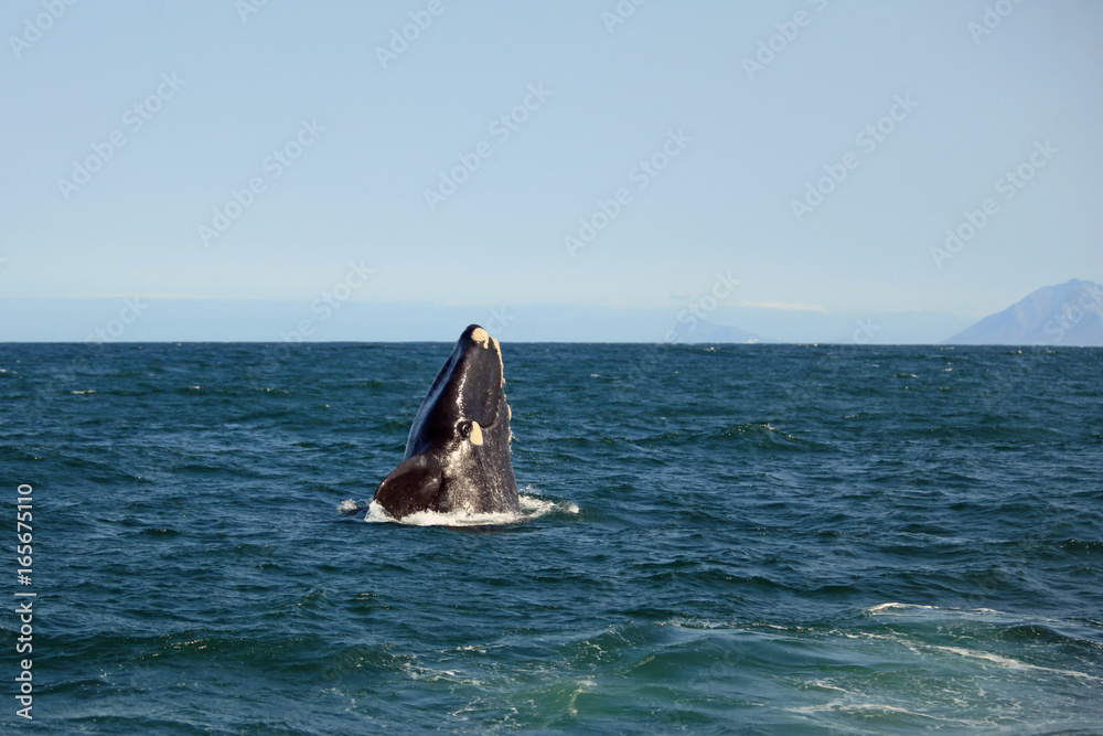 Fototapeta premium The whale emerges from the water and smiles at the photographer