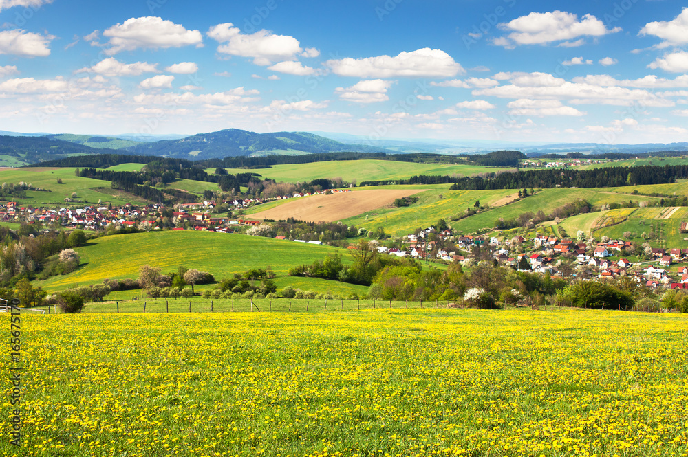 meadow ful of dandelions and beautiful clouds