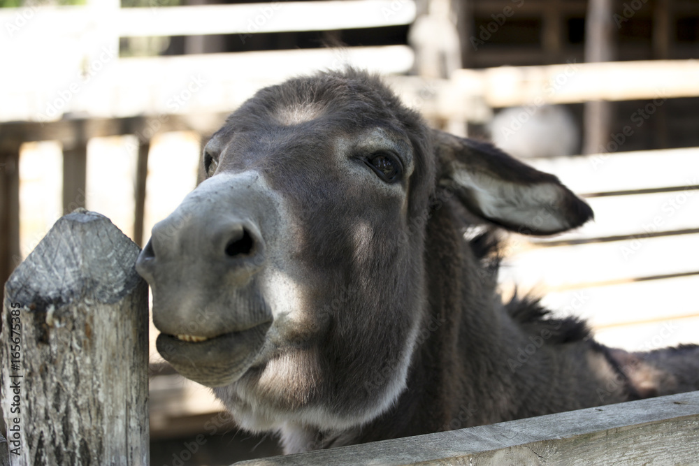 Fototapeta premium Cute young domestic donkey