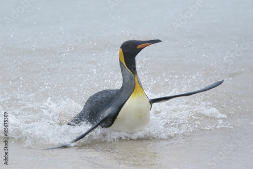 King Penguin  Aptenodytes patagonicus   adult bird surfing onto beach out of the sea  Volunteer Point  East Falklands  November 2016
