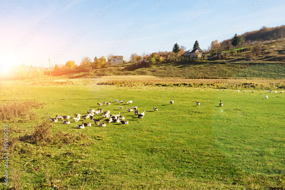 The herd of white adult geese grazing at the countryside on the farm on a green grove