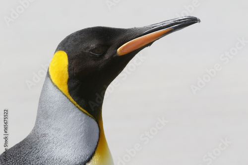 King Penguin (Aptenodytes patagonicus), close up of head of breeding adult in rookery, Volunteer Point, East Falklands, November 2016