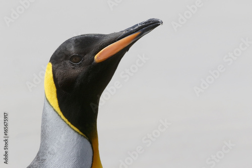 King Penguin (Aptenodytes patagonicus), close up of head of breeding adult in rookery, Volunteer Point, East Falklands, November 2016