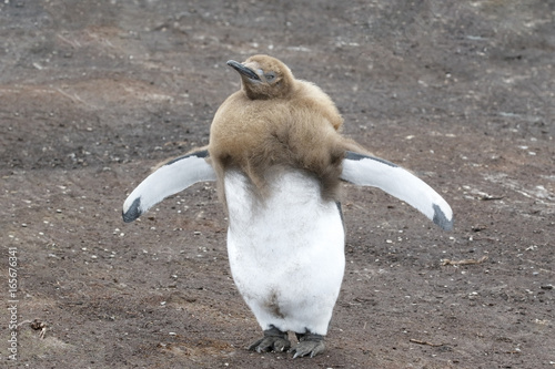 King Penguin (Aptenodytes patagonicus), juvenile bird or oakum boy in moult to adult plumage, Volunteer Point, East Falklands, November 2016