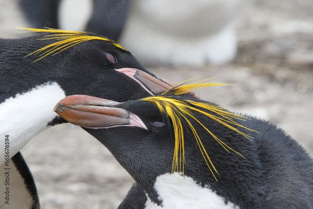 Macaroni Penguin (Eudyptes chrysolophus), two adults in mutual preening courtship in breeding colony, Pebble Island, Falkland Islands, November 2016 - obrazy, fototapety, plakaty 