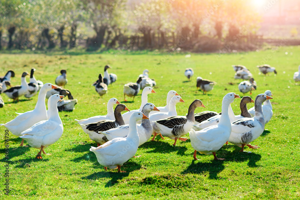 The herd of white adult geese grazing at the countryside on the farm on a green grove The herd of white adult geese grazing at the countryside on the farm on a green grove
