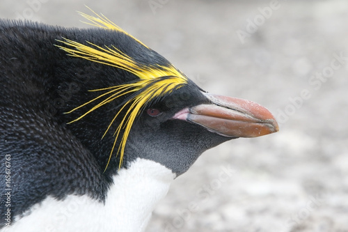 Macaroni Penguin (Eudyptes chrysolophus), close up of head of breeding adult in breeding colony, Pebble Island, Falkland Islands, November 2016