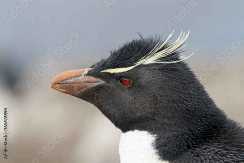 Southern Rockhopper Penguin (Eudyptes chrysocome), close up of head of breeding adult in breeding colony, Sealion Island, Falkland Islands, November 2016