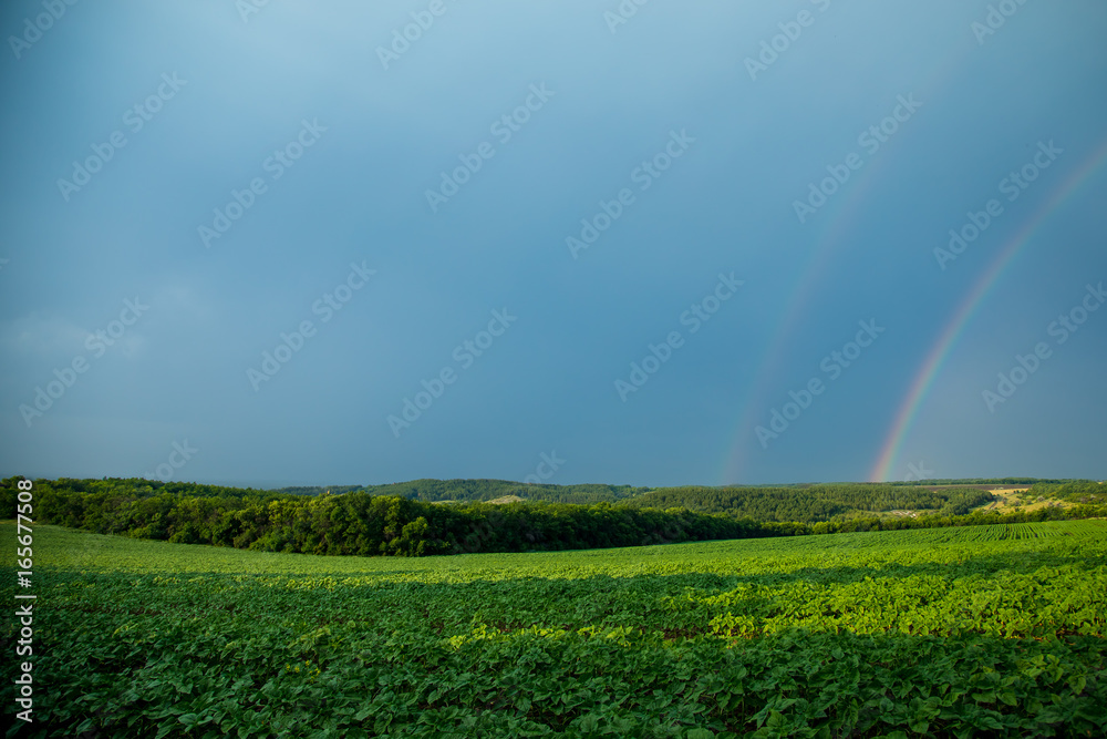 Beautiful summer landscape. Rainbow in the sky. A bright sunny day.
