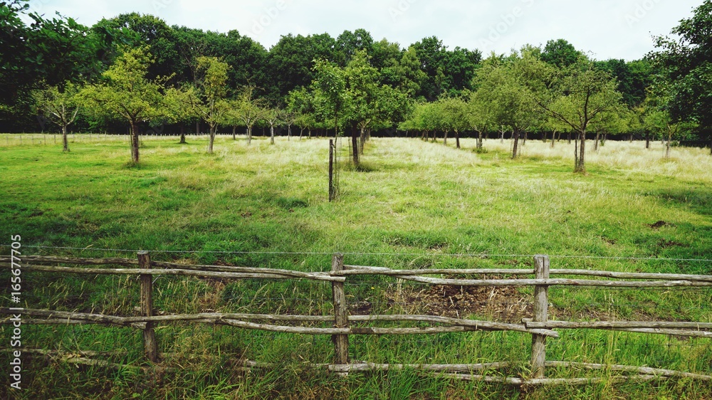 Garden with trees on the countryside in Belgium. Garden with trees on the countryside in Belgium.