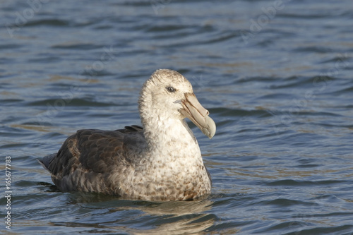 Southern Giant Petrel (Macronectes giganteus) adult bird swimming on sea, Port Howard, Falkland Islands, November 2016