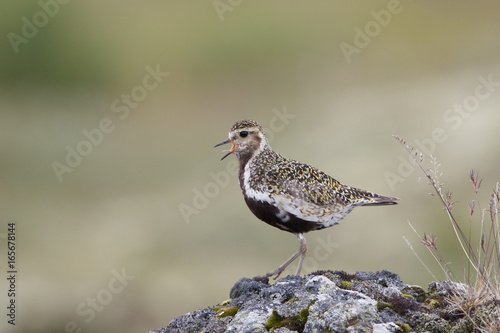 European Golden Plover (Pluvialis apricaria) adult bird in breeding plumage, calling and standing on volcanic lava, Lake Myvatn, Iceland, August 2016