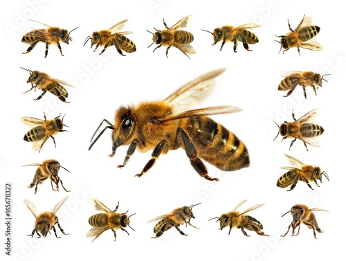 grupa pszczół lub pszczół miodnych na białym tle, pszczoły miodne