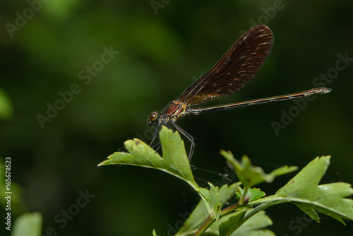 Bronzene Prachtlibelle