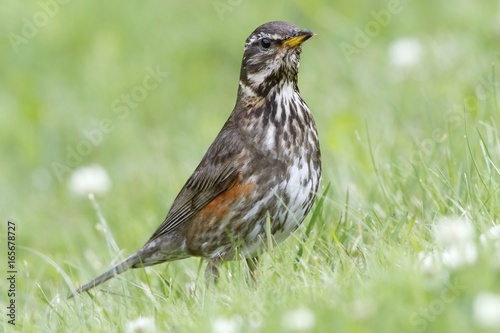 Redwing (Turdus iliacus) adult standing on short vegetation in Akureyri, Iceland, August 2016