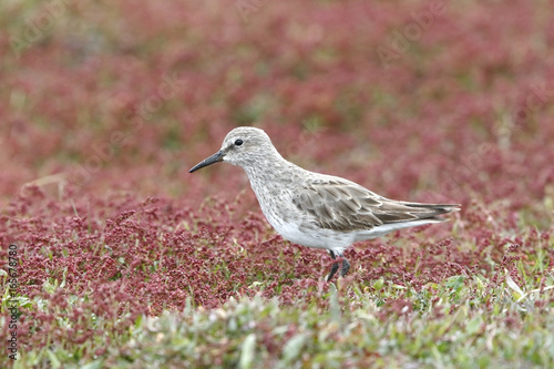 White-rumped Sandpiper (Calidris fuscicollis) adult in winter plumage standing on short vegetation, Sealion Island, Falkland Islands, November 2016