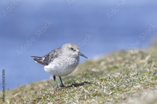 White-rumped Sandpiper (Calidris fuscicollis) adult in winter plumage standing on short vegetation, Sealion Island, Falkland Islands, November 2016
