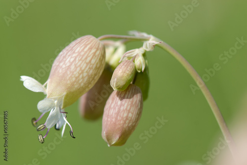 blaassilene in bloei photo