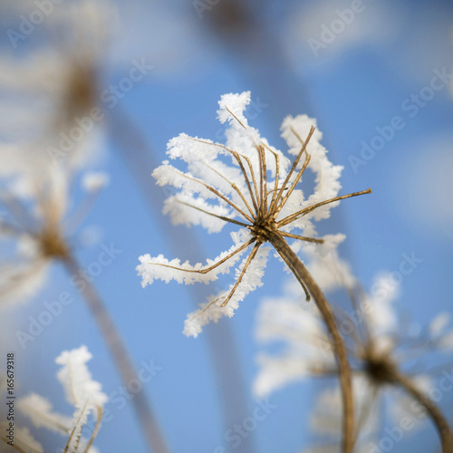 berijpte schermbloem in de winter photo