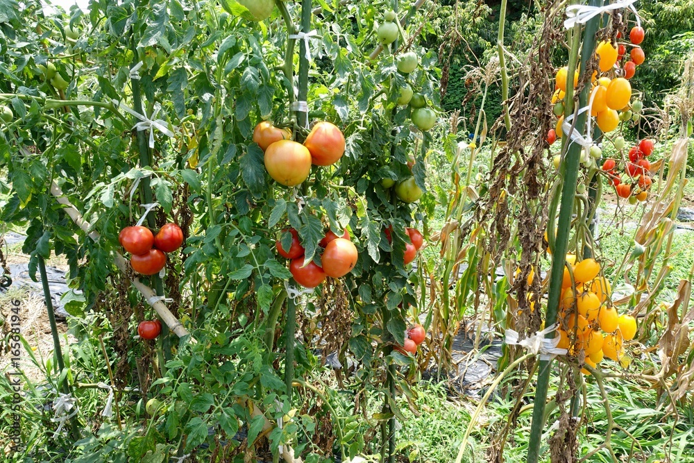 7月下旬の菜園 7月下旬の菜園