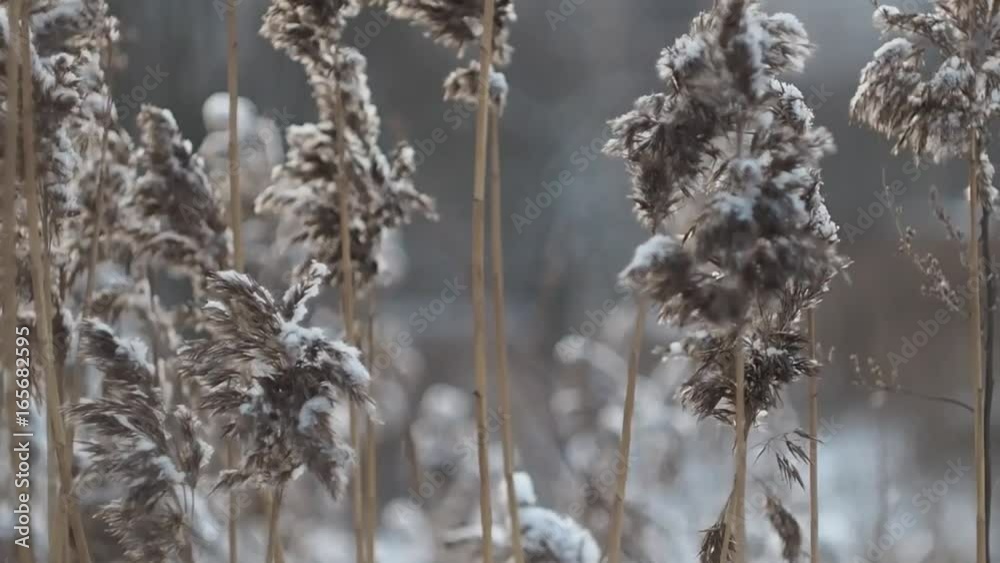 Closeup of forest spikelet covered with snow. The wind rustles the grass, cold Closeup of forest spikelet covered with snow. The wind rustles the grass, cold