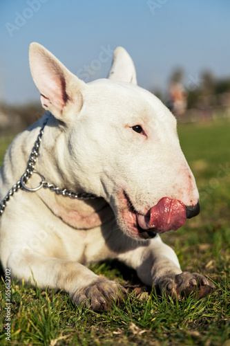 Bull Terrier Dog Park Portrait