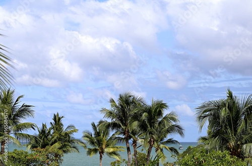 Coconut tree and clouds sky nature background