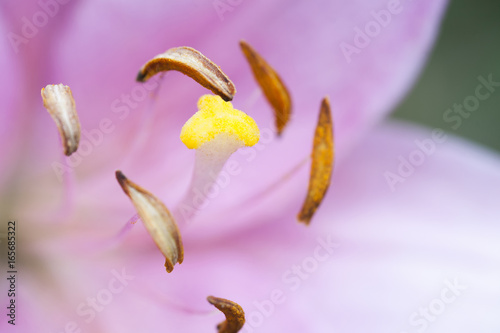 lily flower pink closeup, floral background, summer backdrop